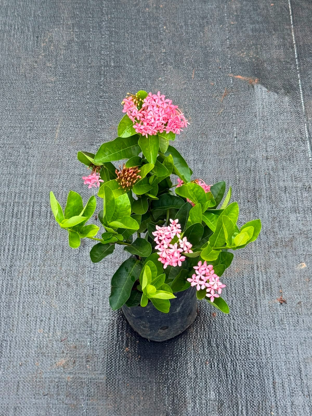 Chethi Pink