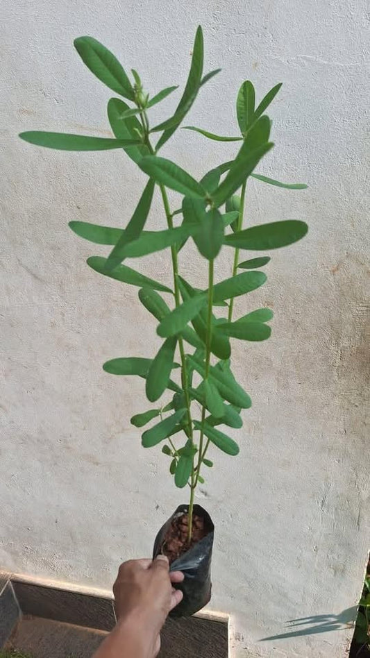 Butterfly Plant Big
