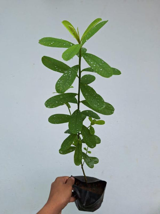 Butterfly Plant Small