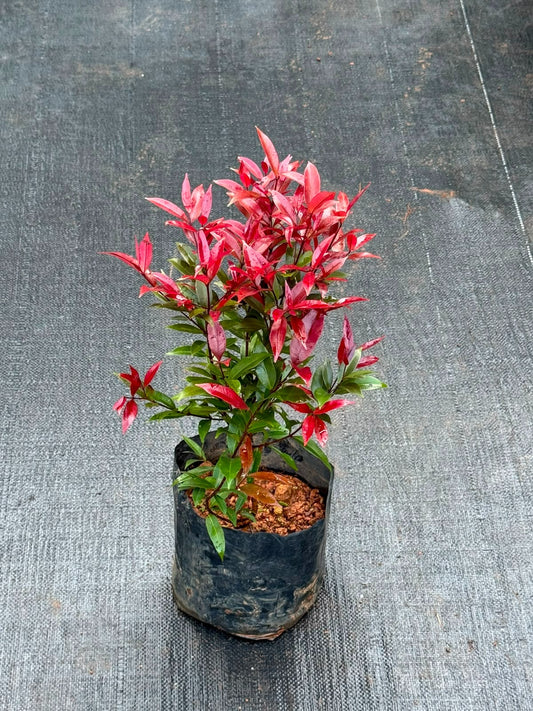 Liver Red Eugenia