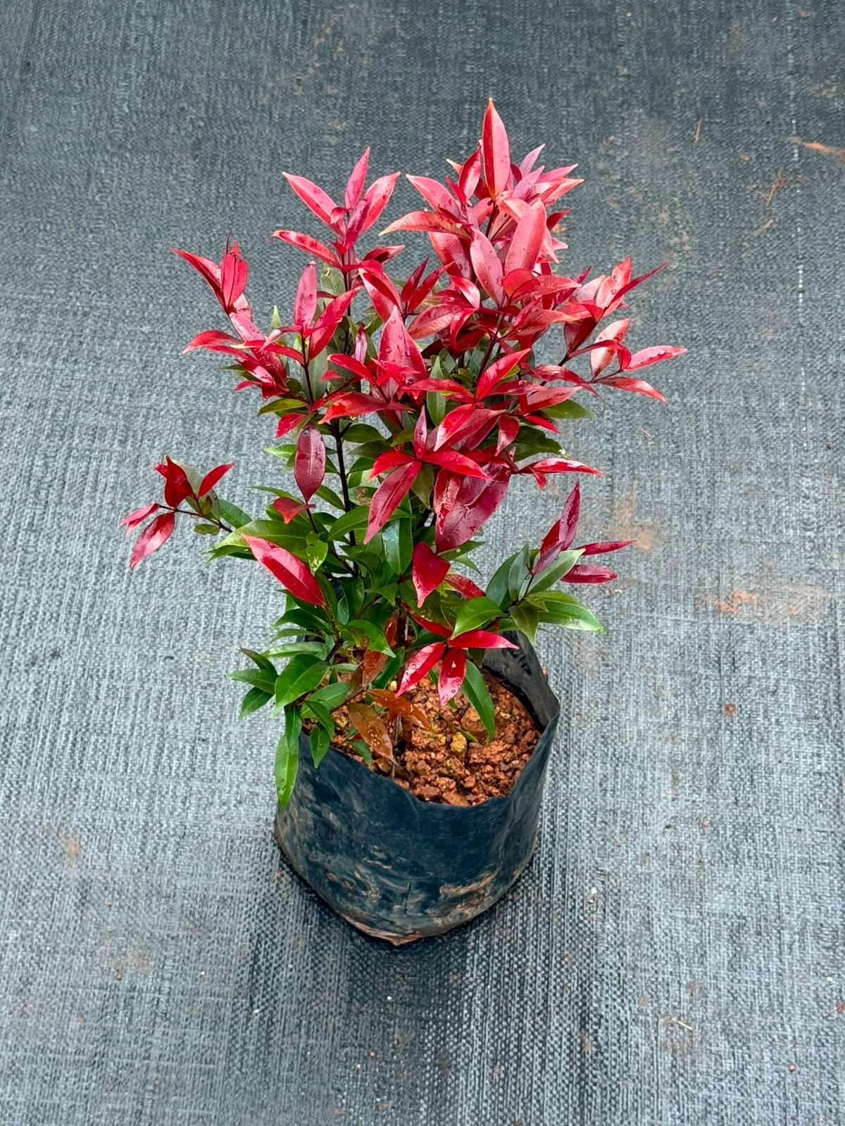 Liver Red Eugenia