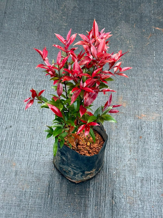 Liver Red Eugenia