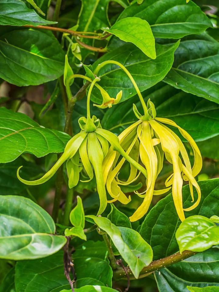 Langi Langi Plant