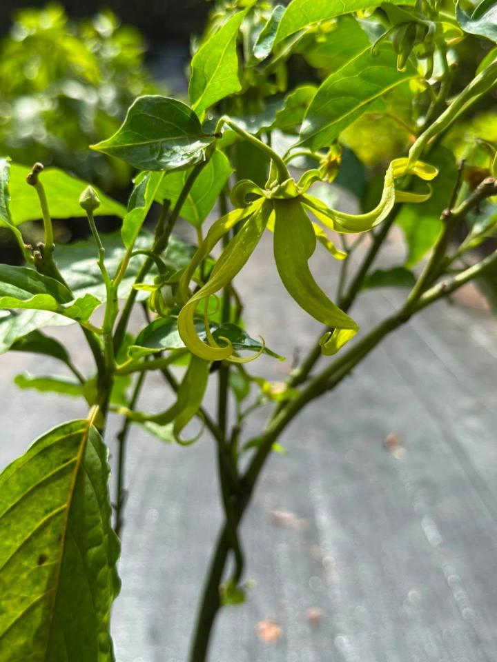 Langi Langi Plant