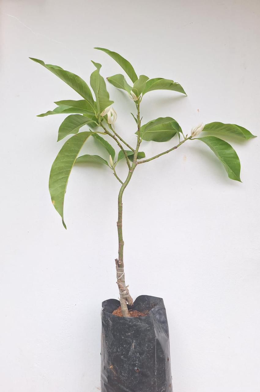Chembakam White