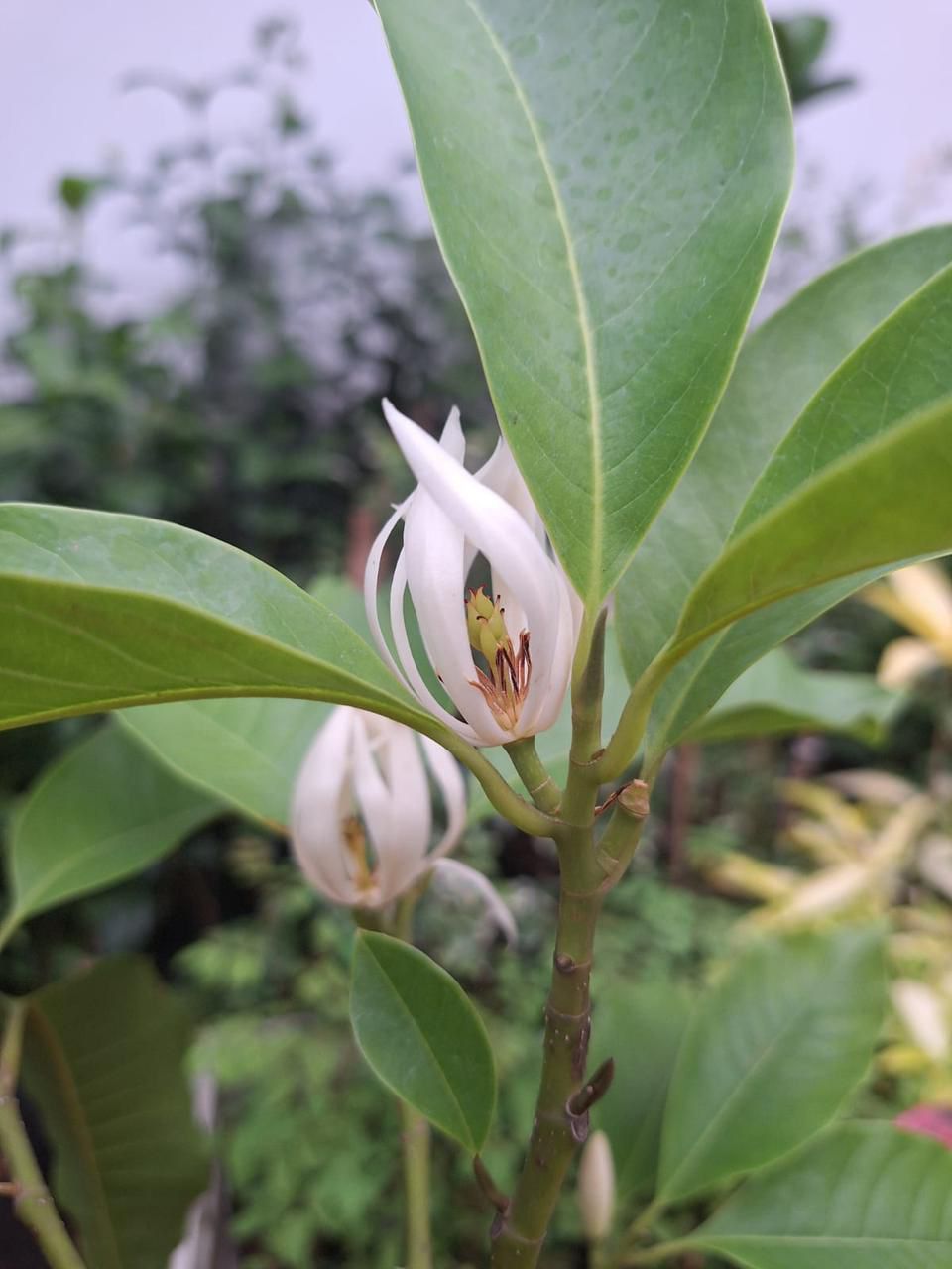 Chembakam White