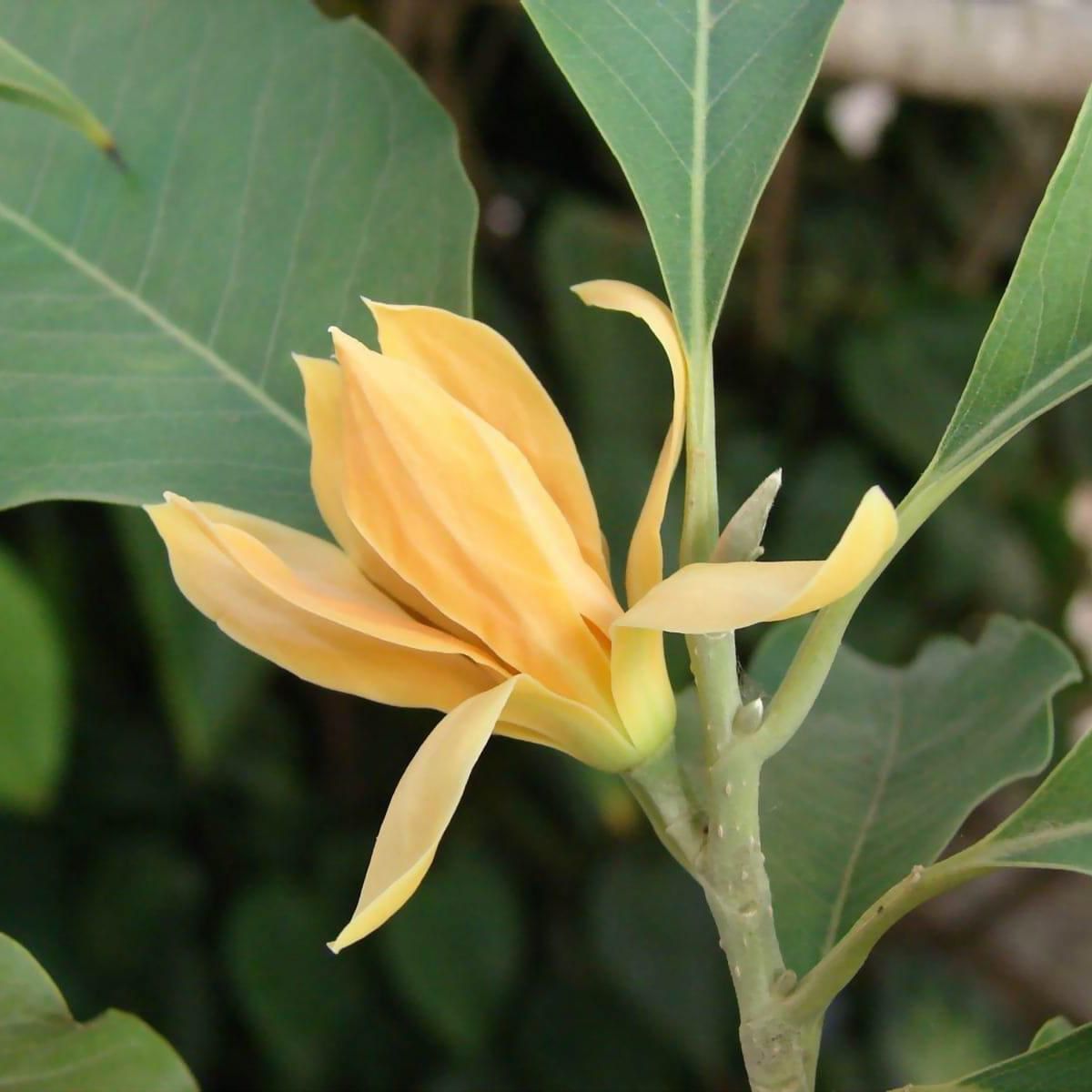 Chembakam Yellow
