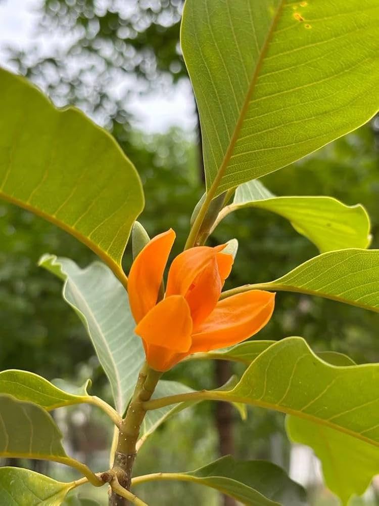Chembakam Orange