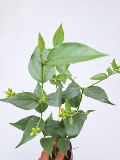 Pavizhamalli