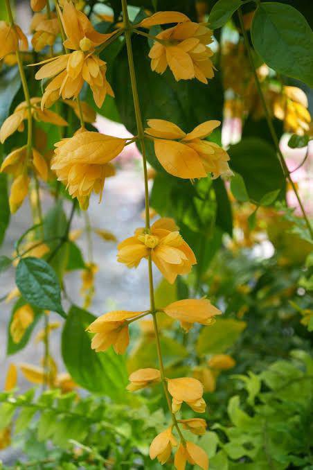 Golden Cascade
