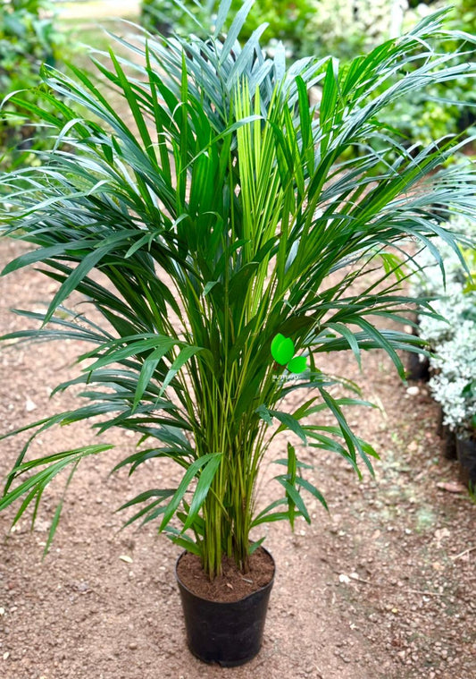 Areca Palm