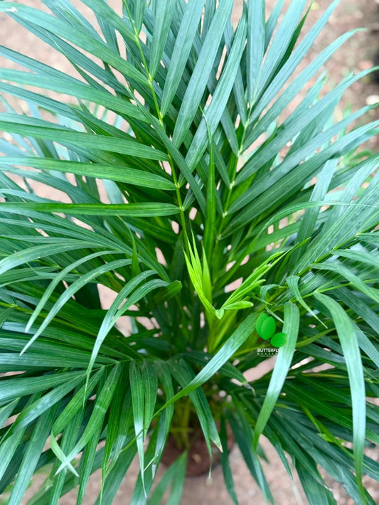 Areca Palm