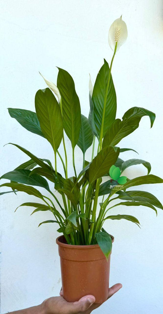 Peace Lilly