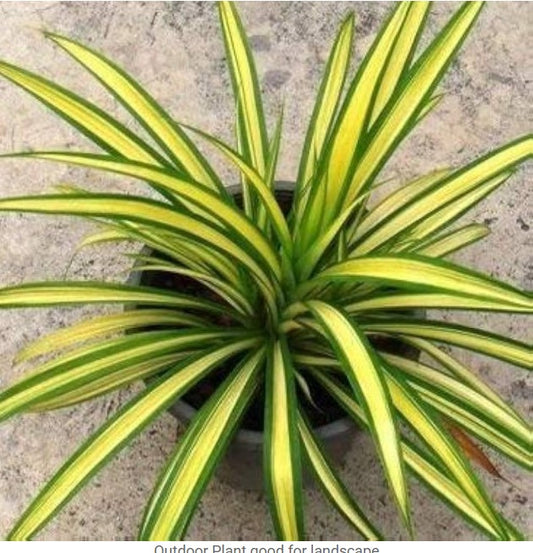 Spider Plant