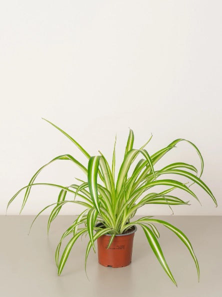 Spider Plant