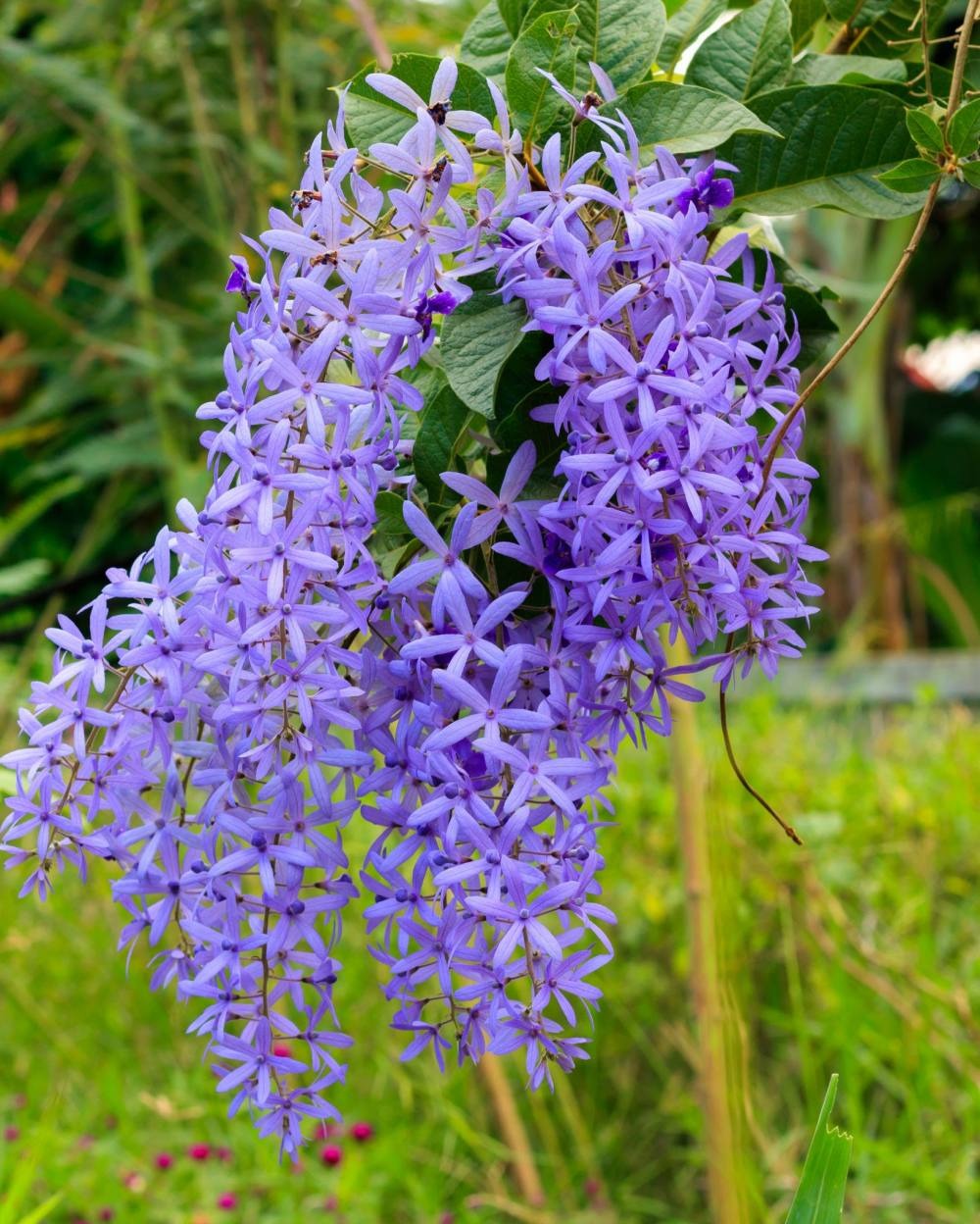 Petrea Purple (Sandpaper Wine)