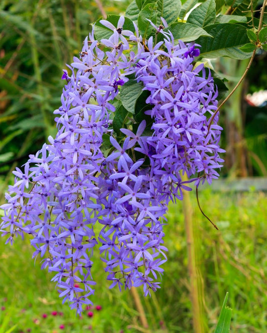 Petrea Purple (Sandpaper Wine)
