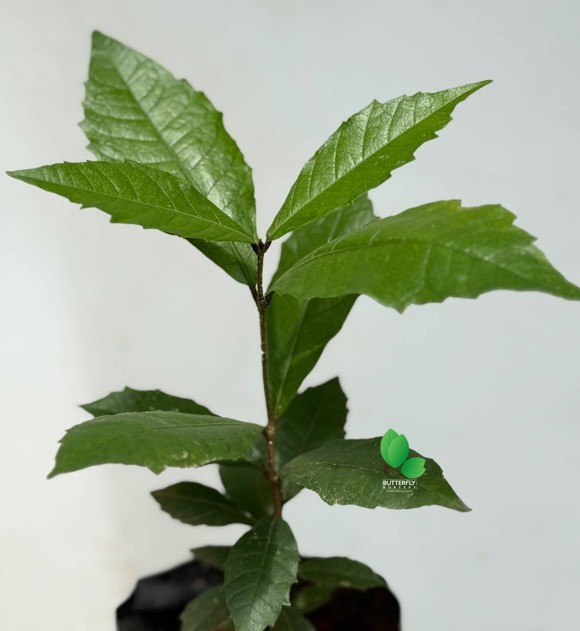 Petrea Purple (Sandpaper Wine)