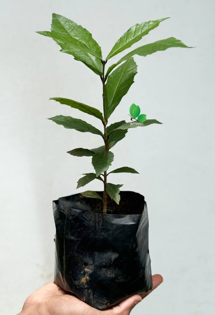 Petrea Purple (Sandpaper Wine)