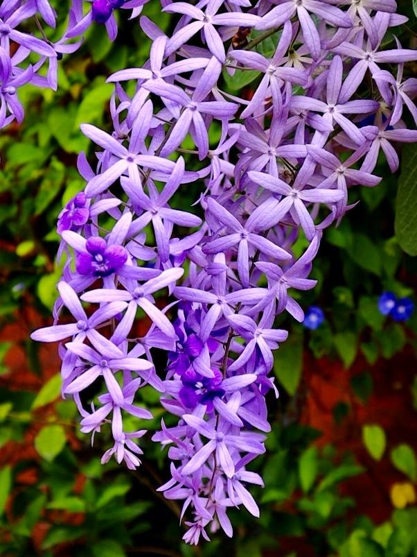 Petrea Purple (Sandpaper Wine)