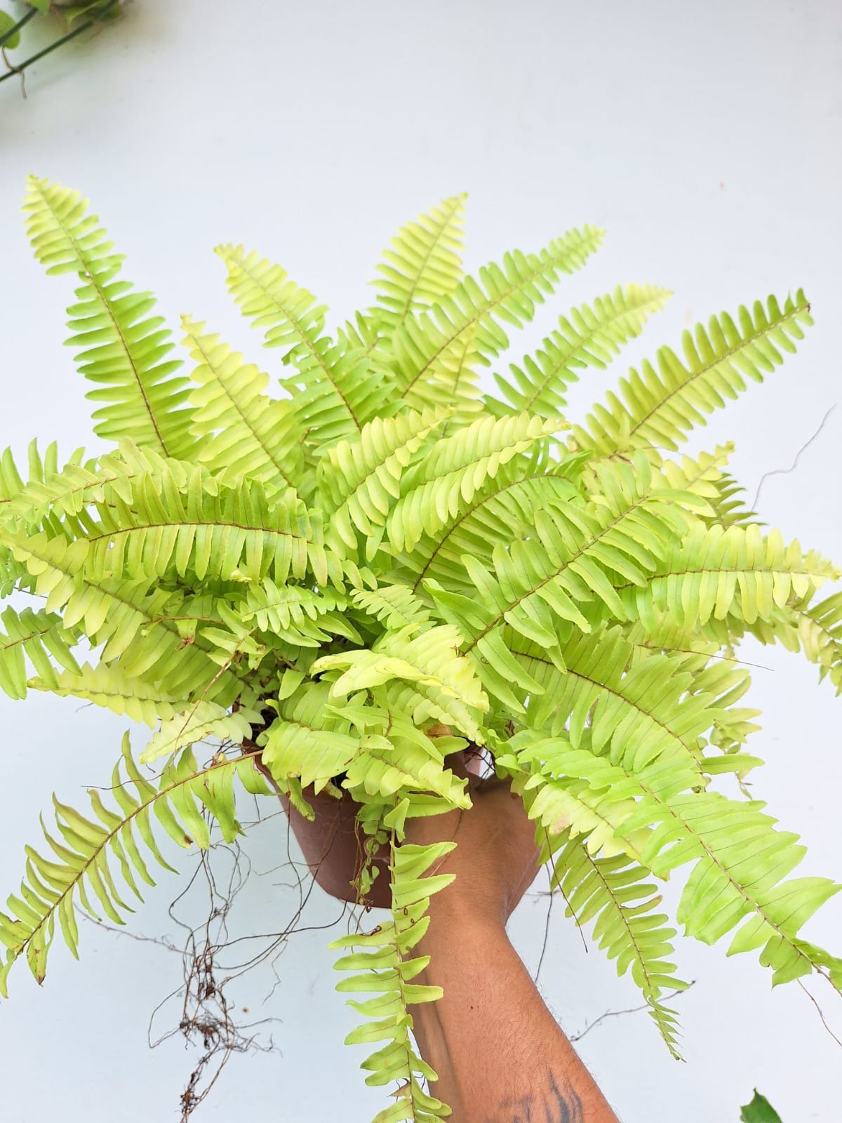 Golden Boston Fern