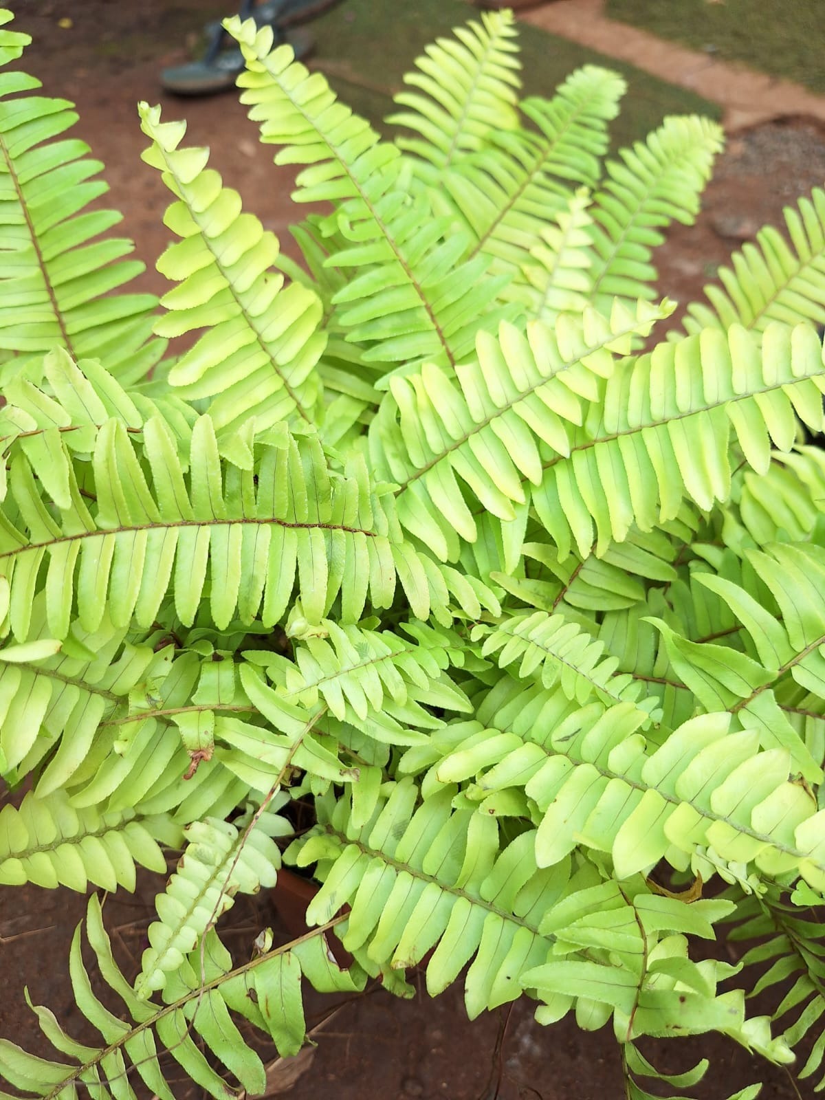 Golden Boston Fern