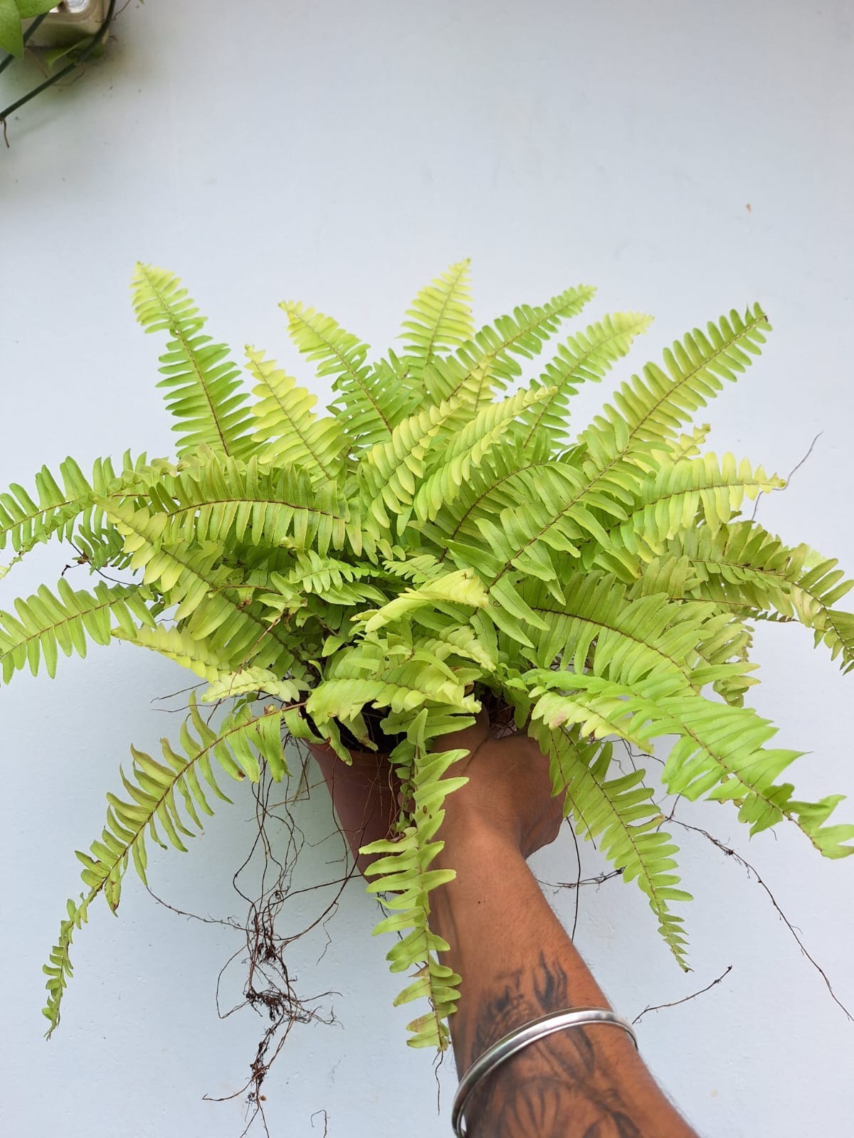Golden Boston Fern