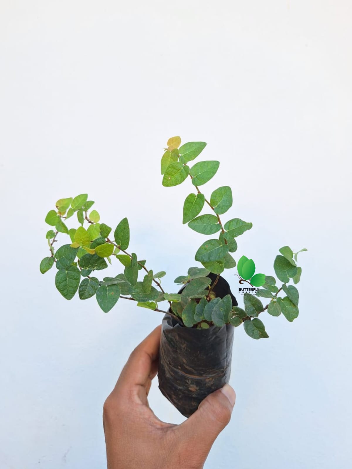 Creeping Fig (combo of 5)