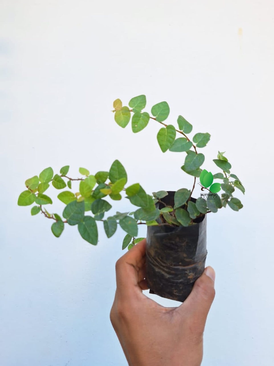 Creeping Fig (combo of 2)