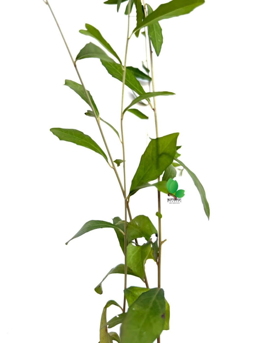 Curtain Plant (combo of 10)