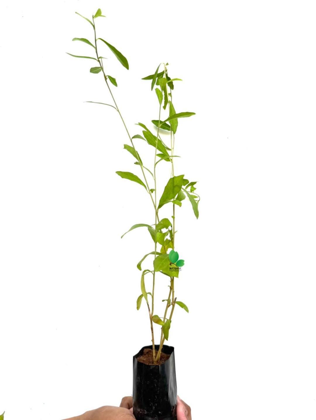 Curtain Plant (combo of 5)