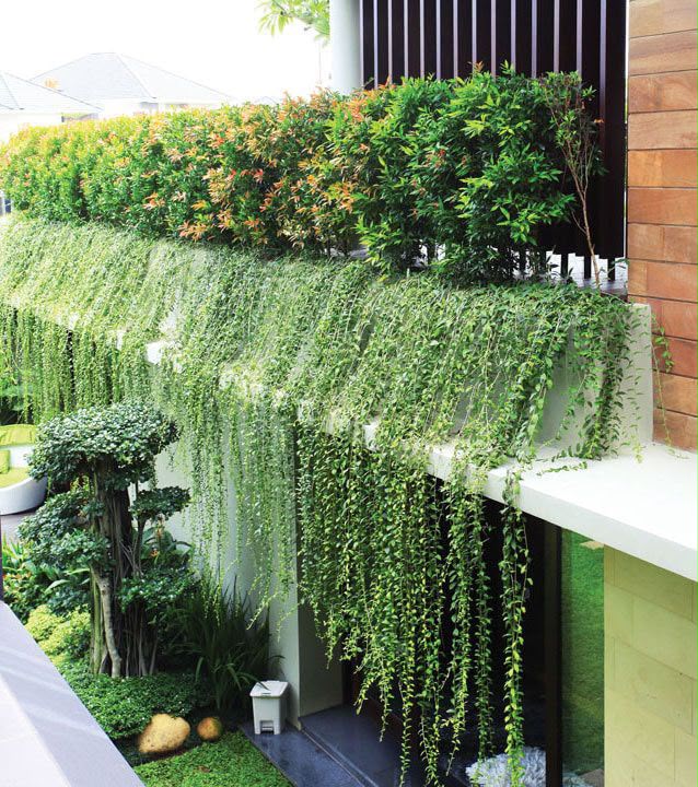Curtain Plant (combo of 10)