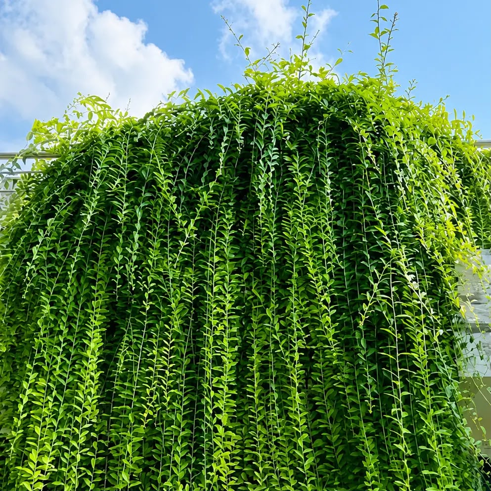 Curtain Plant (combo of 10)