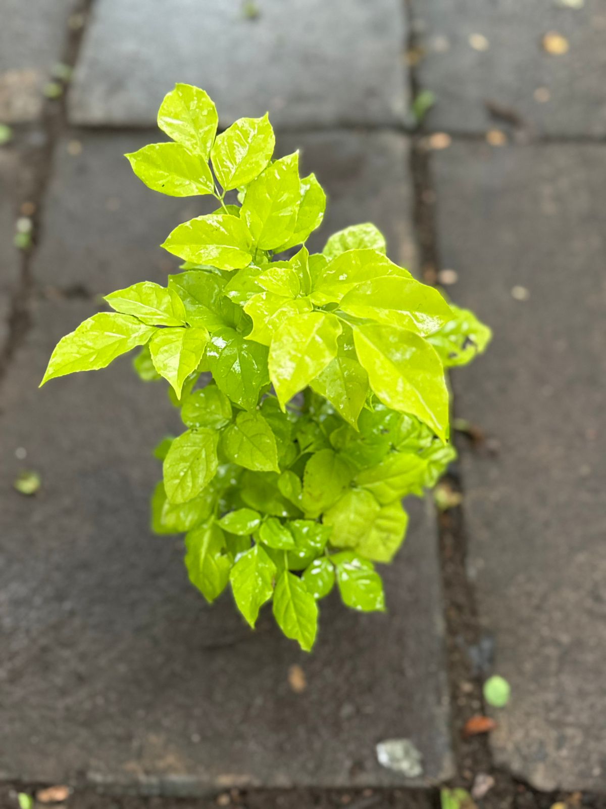 Variegated Chinadoll Yellow