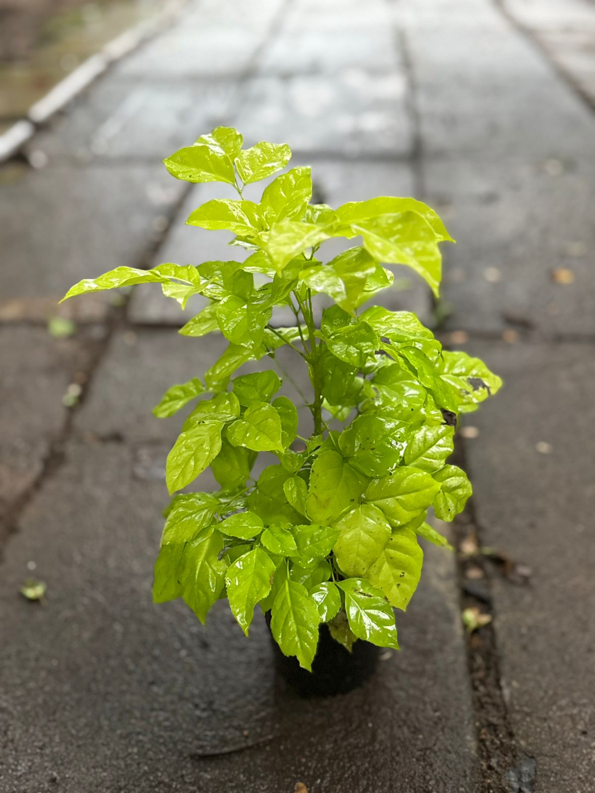Variegated Chinadoll Yellow