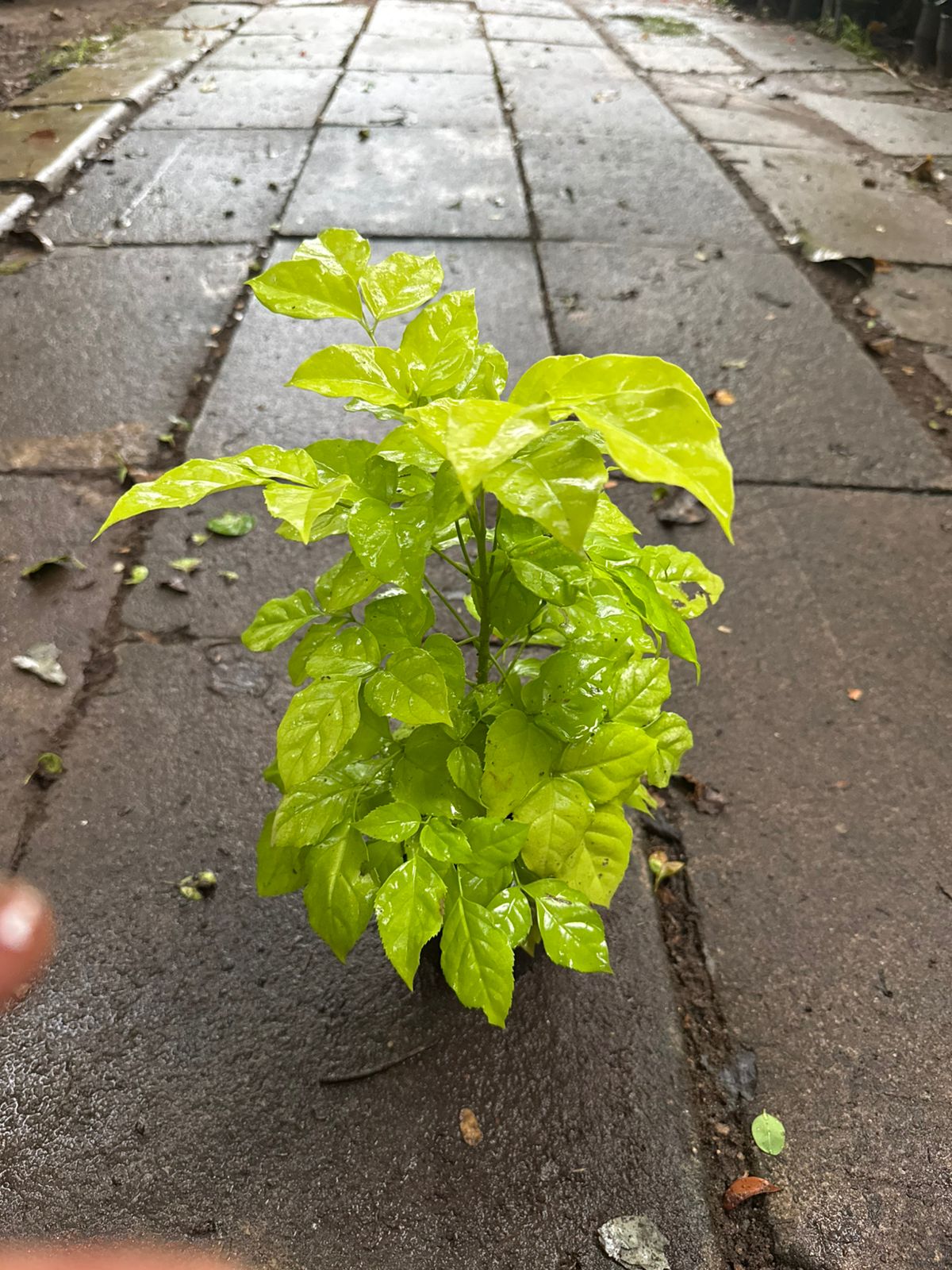 Variegated Chinadoll Yellow