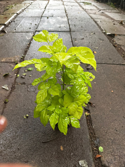 Variegated Chinadoll Yellow