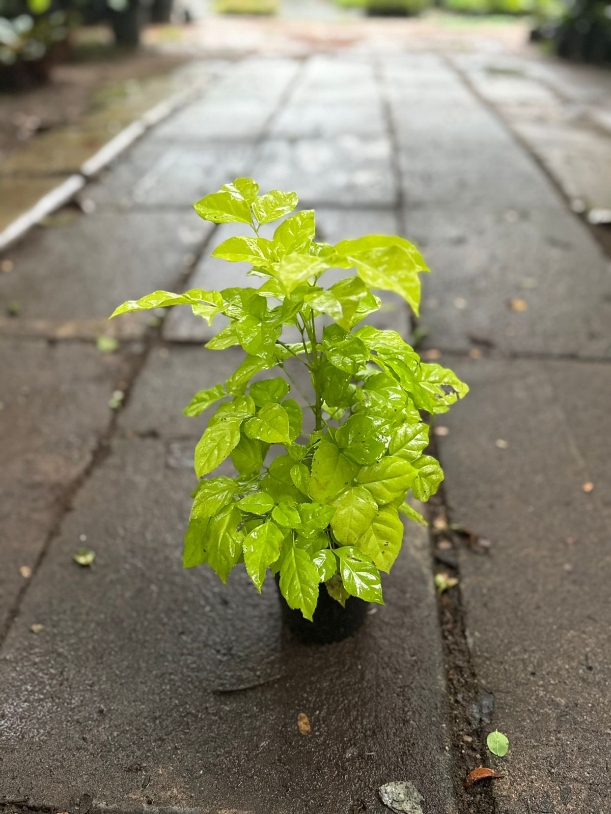 Variegated Chinadoll Yellow