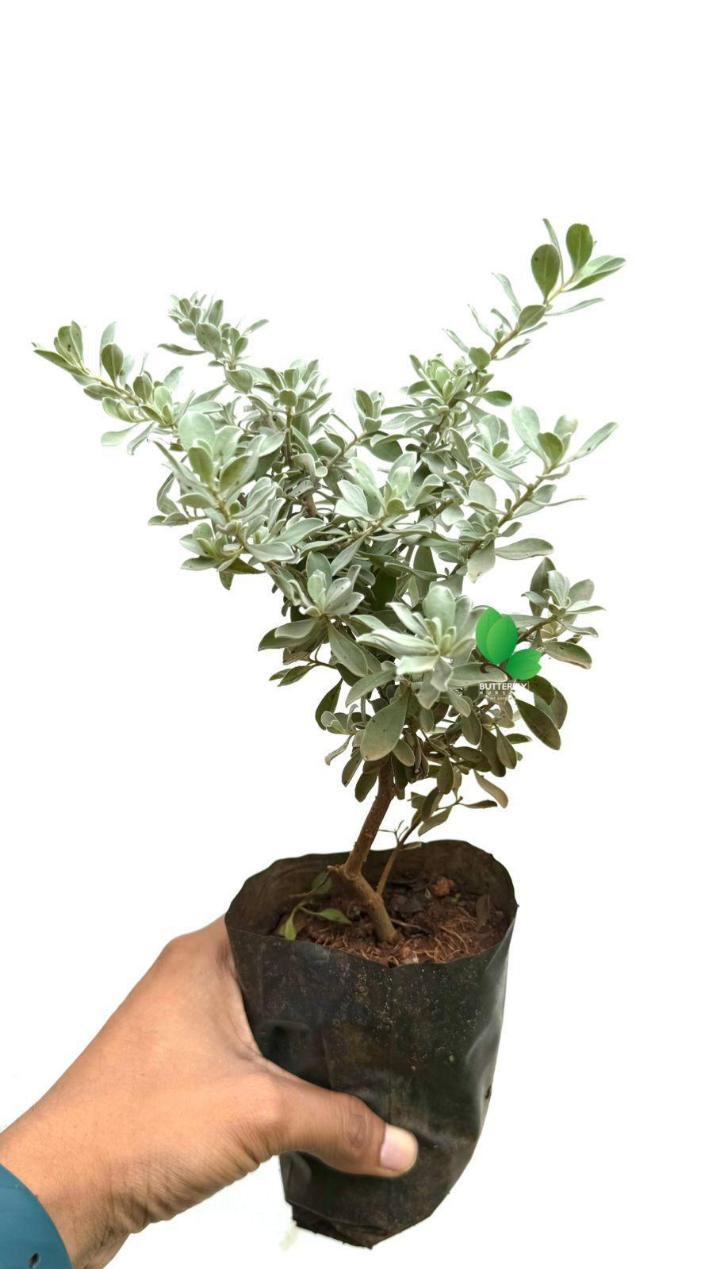 Texas Sage(Nikodia)