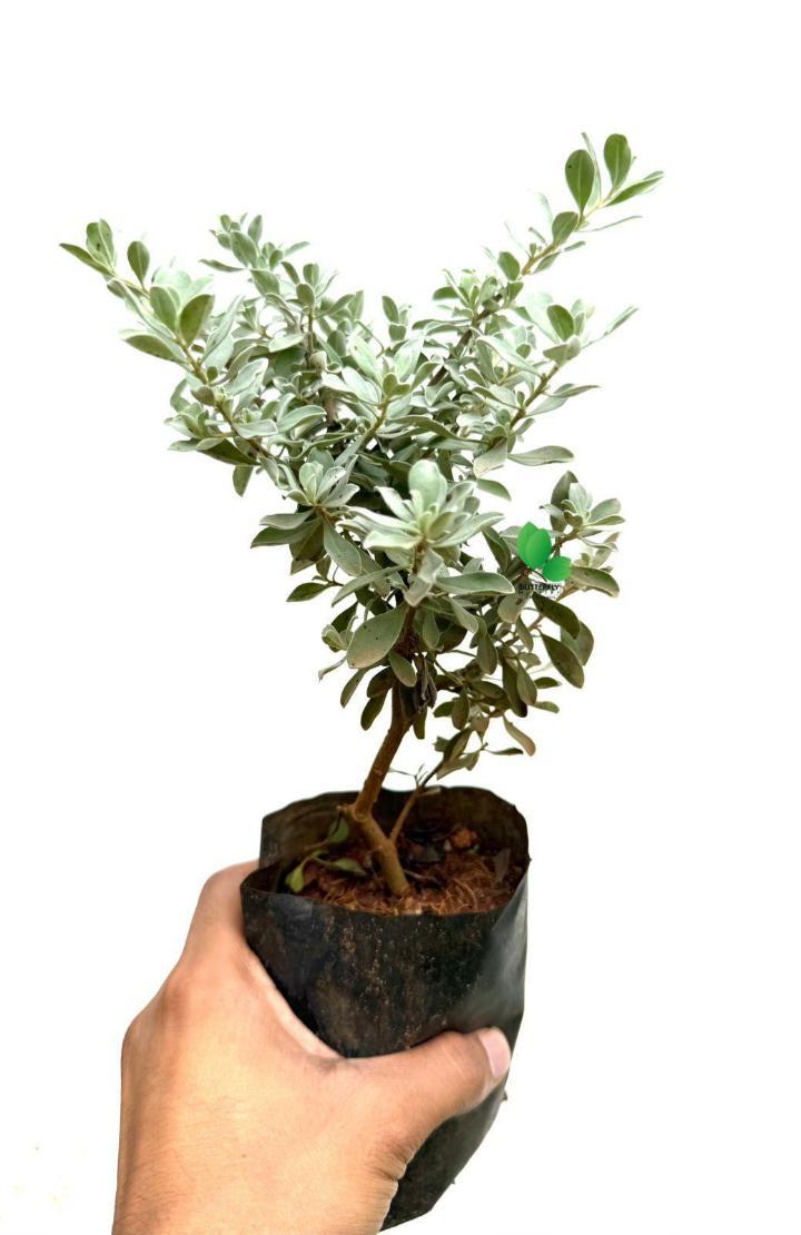 Texas Sage(Nikodia)