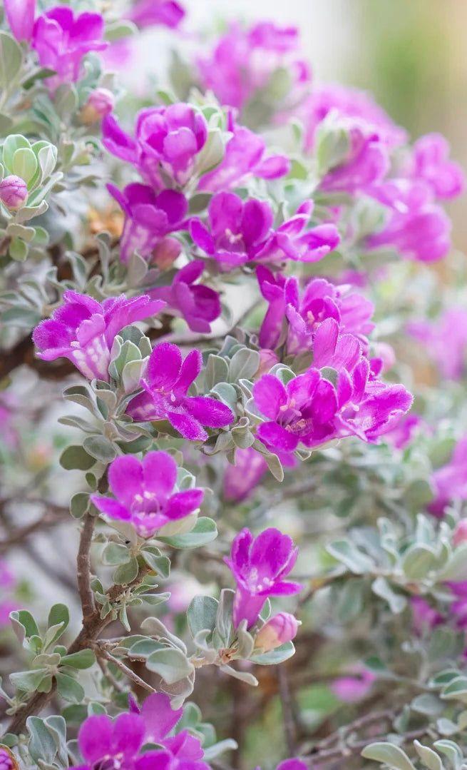 Texas Sage(Nikodia)