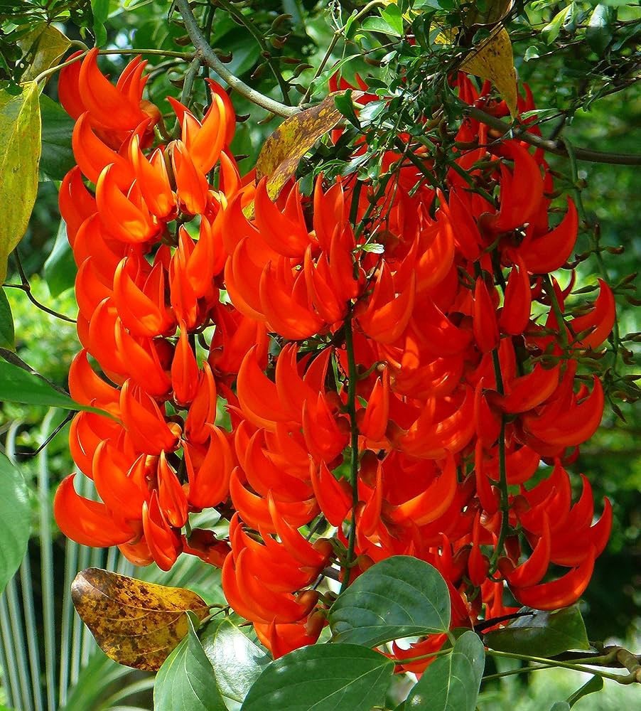 Red Jade Vine