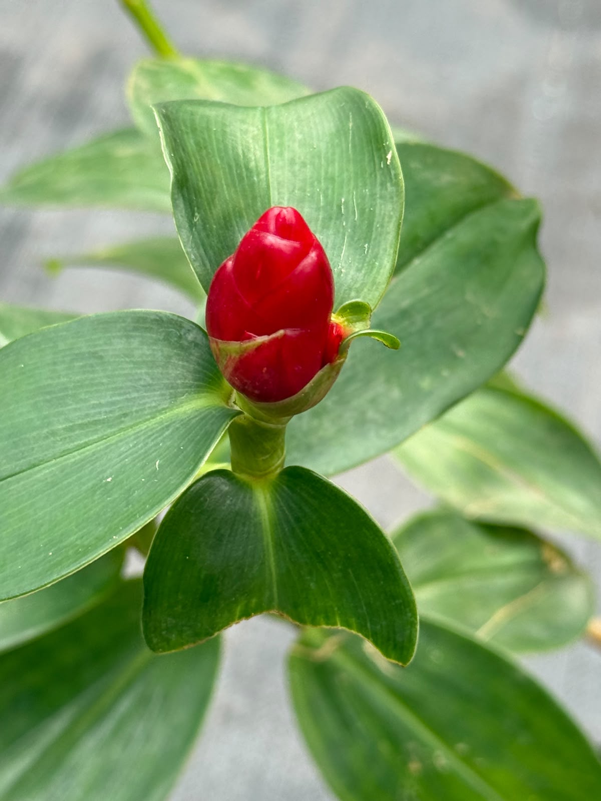 Red Button Ginger (Costus woodsonii)