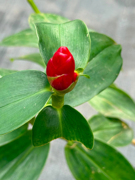 Red Button Ginger (Costus woodsonii)