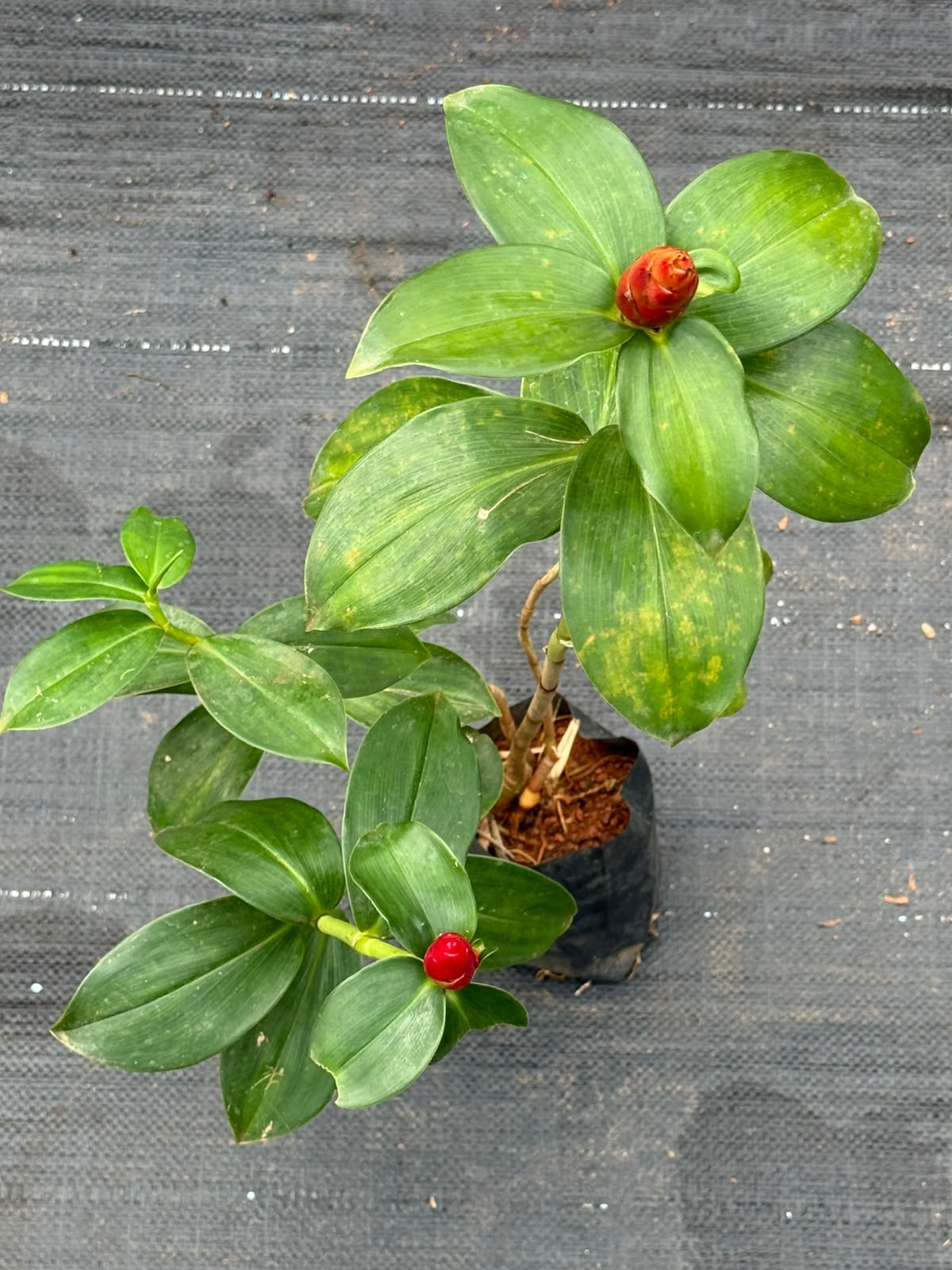 Red Button Ginger (Costus woodsonii)