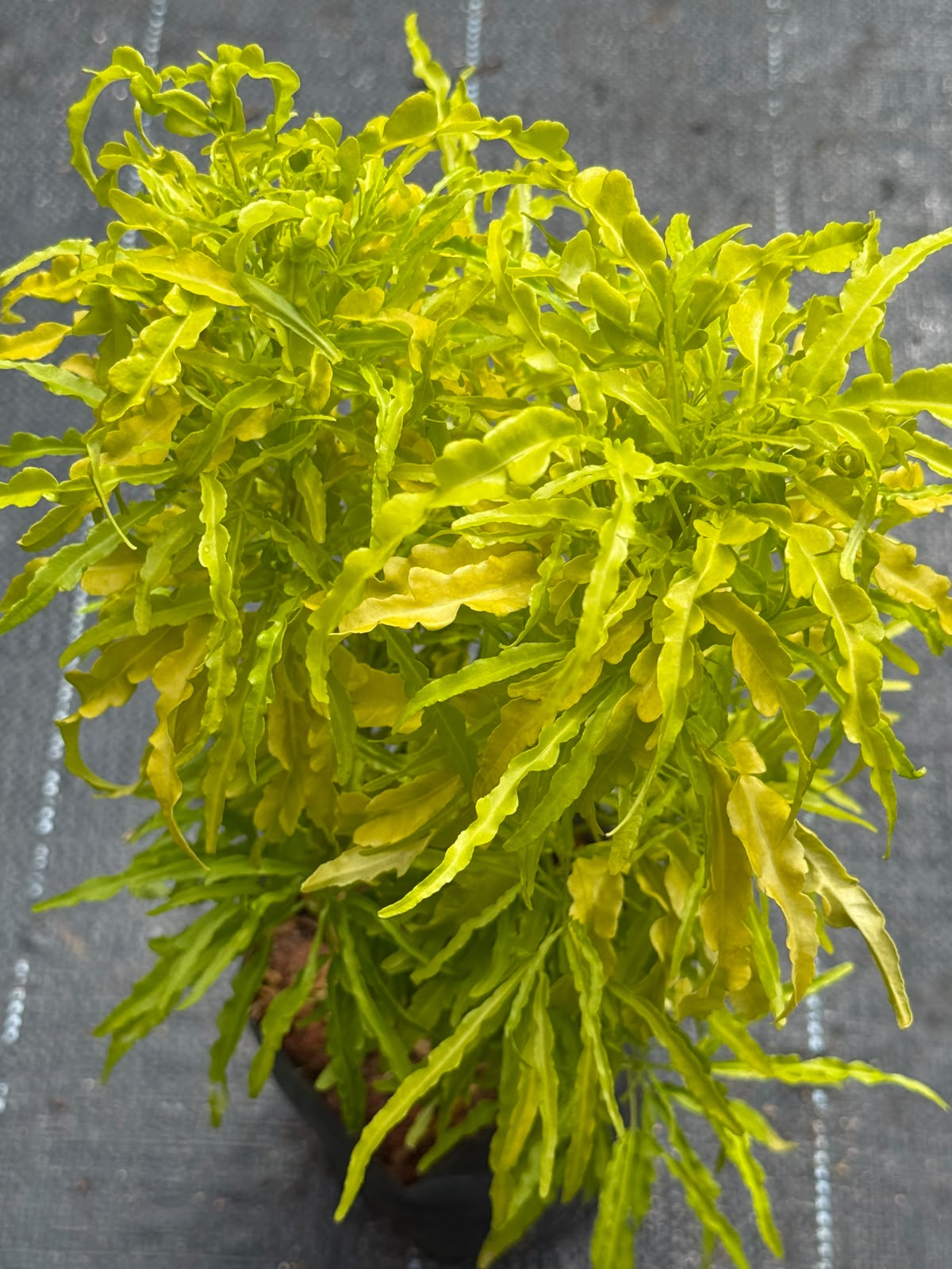 Golden Aralia (Polyscias fruticosa)