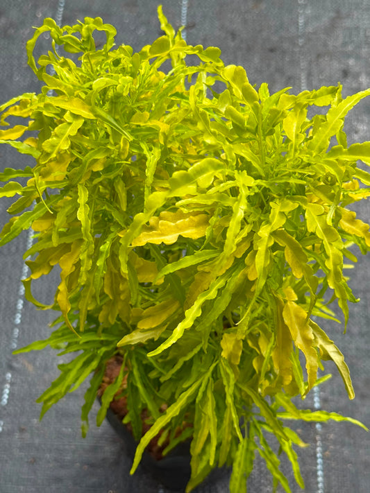 Golden Aralia (Polyscias fruticosa)