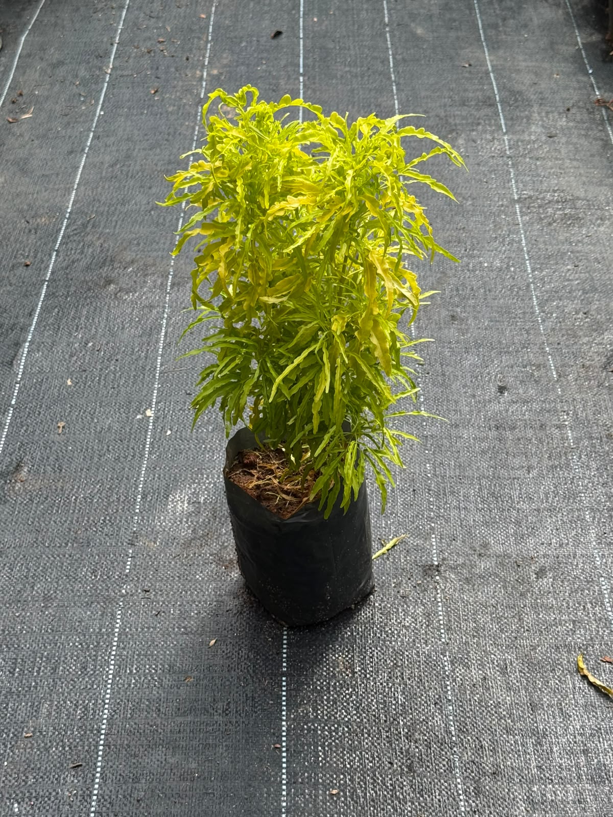 Golden Aralia (Polyscias fruticosa)