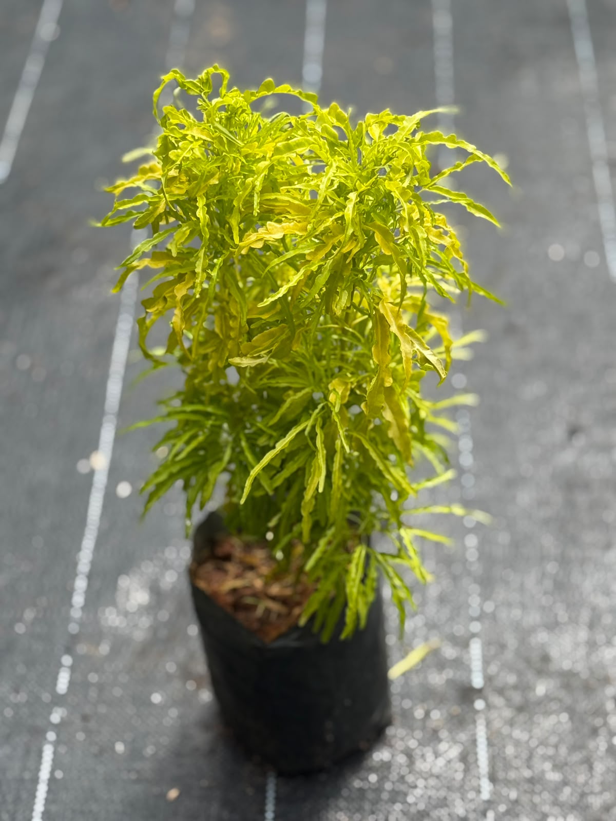Golden Aralia (Polyscias fruticosa)