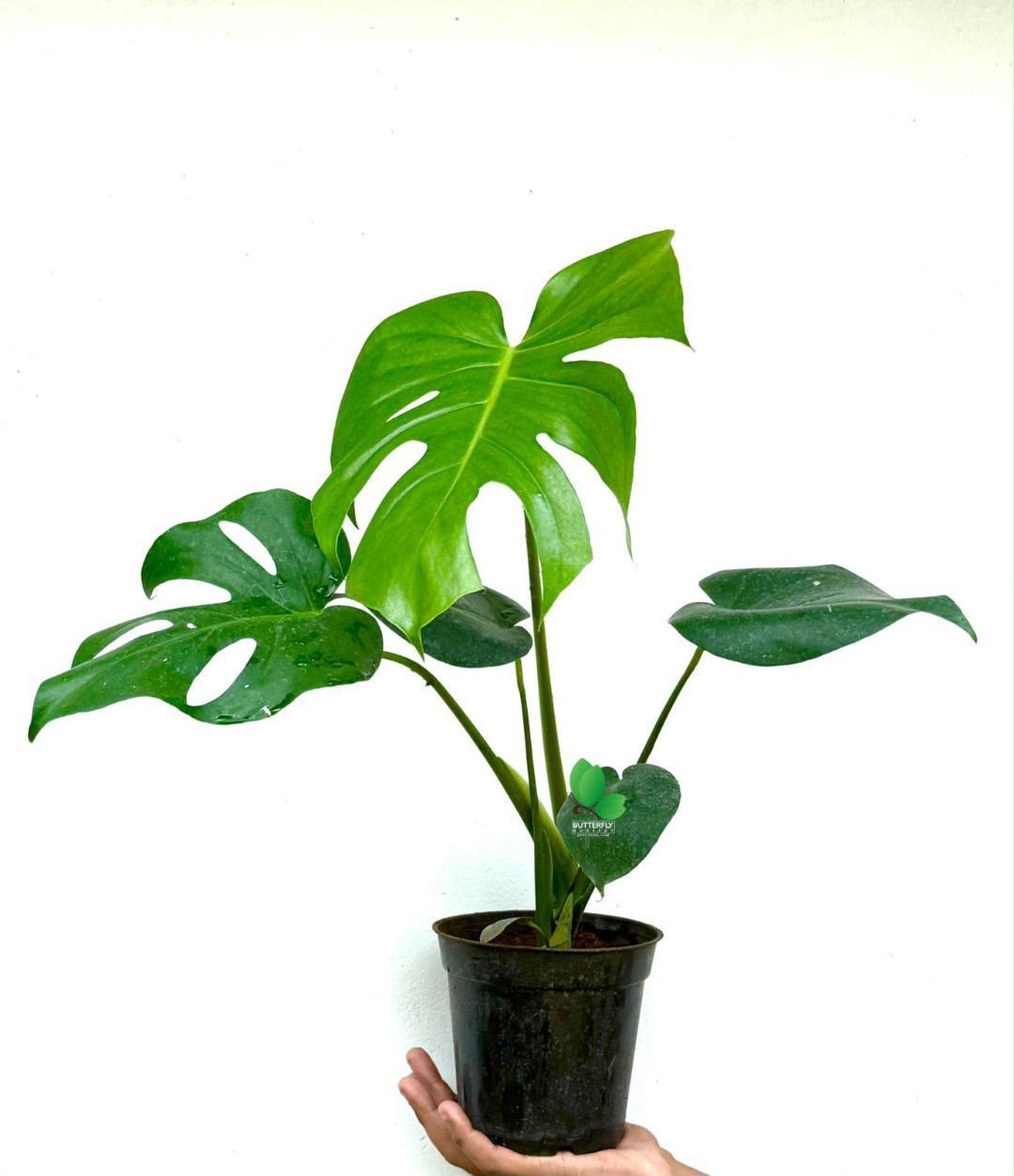Monstera Plant